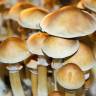 Cubensis Mexican