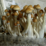 Cubensis Mexican