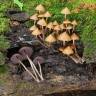 Cubensis Mexican
