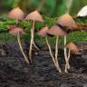 Cubensis Mexican