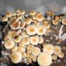 Cubensis Mexican