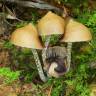 Cubensis Mexican