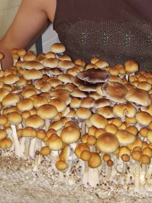 Cubensis Thai