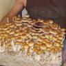 Cubensis Thai