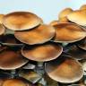 Cubensis Thai