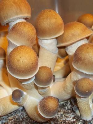 Cubensis Pink Buffalo