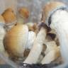 Cubensis Pink Buffalo