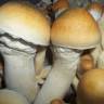 Cubensis Pink Buffalo