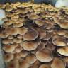 Cubensis Pink Buffalo