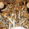 Cubensis Pink Buffalo