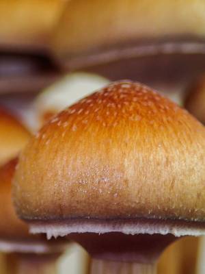Cubensis Mazatapec