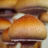 Cubensis Mazatapec