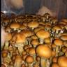 Cubensis Mazatapec