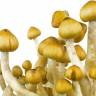 Cubensis Mazatapec