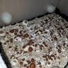 Cubensis Plantasia Mystery