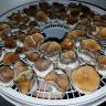 Cubensis Plantasia Mystery