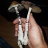 Cubensis Plantasia Mystery