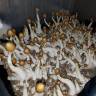Cubensis Plantasia Mystery
