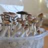 Cubensis Plantasia Mystery