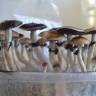 Cubensis Plantasia Mystery