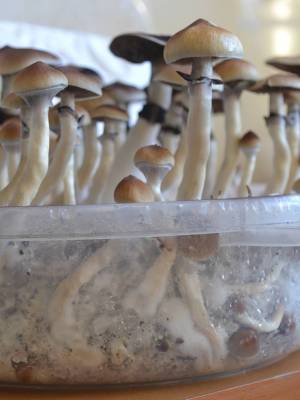 Cubensis Plantasia Mystery