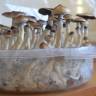 Cubensis Plantasia Mystery