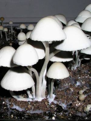 Panaeolus Cyanescens Jamaica