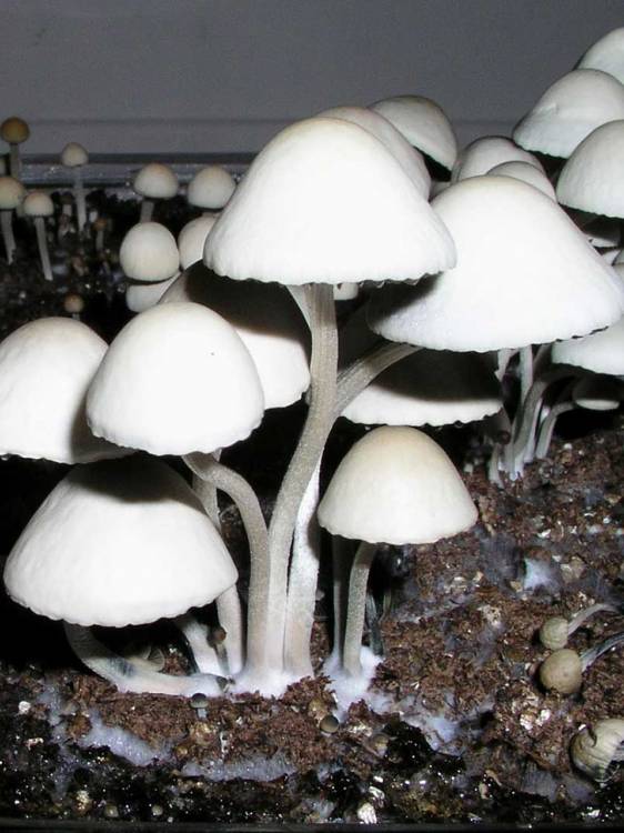 Panaeolus Cyanescens Jamaica