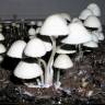 Panaeolus Cyanescens Jamaica