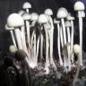 Panaeolus Cyanescens Jamaica