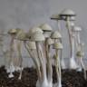Panaeolus Cyanescens Jamaica