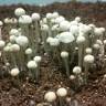 Panaeolus Cyanescens Jamaica