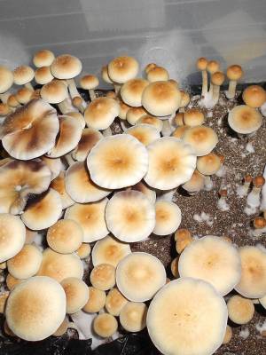 Cubensis Z-strain