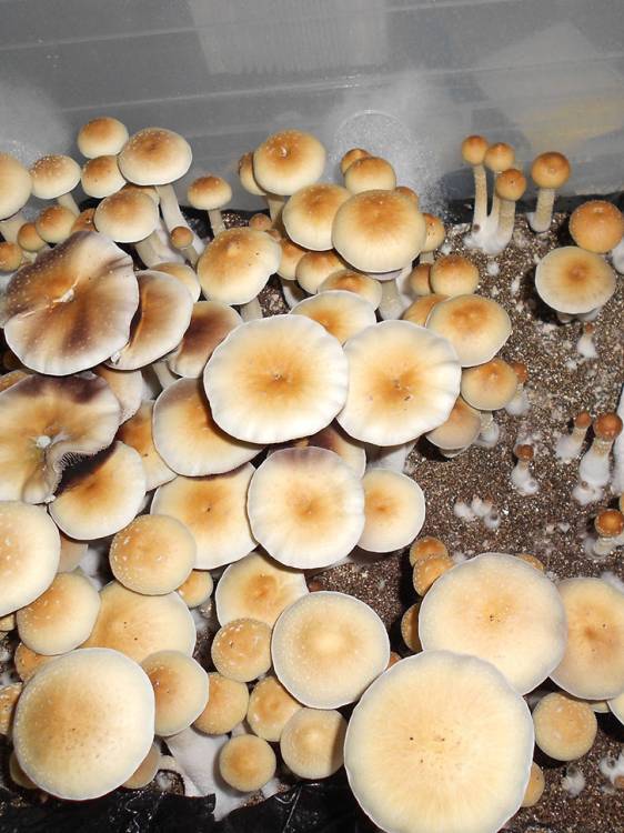 Cubensis Z-strain
