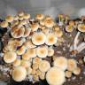 Cubensis Z-strain