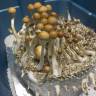 Cubensis Z-strain