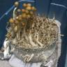 Cubensis Z-strain