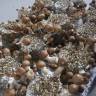Cubensis Z-strain