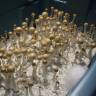 Cubensis Z-strain