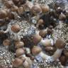 Cubensis Z-strain
