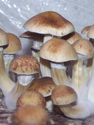 Cubensis B+