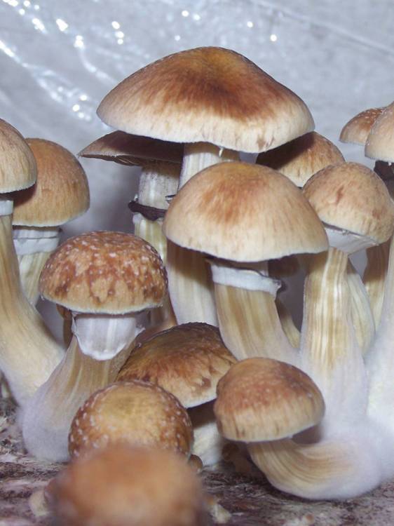 Cubensis B+