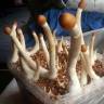Cubensis B+