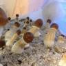 Cubensis B+