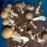 Cubensis B+