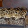 Cubensis B+