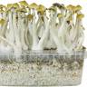Cubensis B+