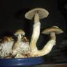 Cubensis B+