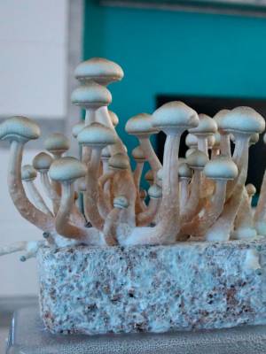 Cubensis Hybrid Albino A+