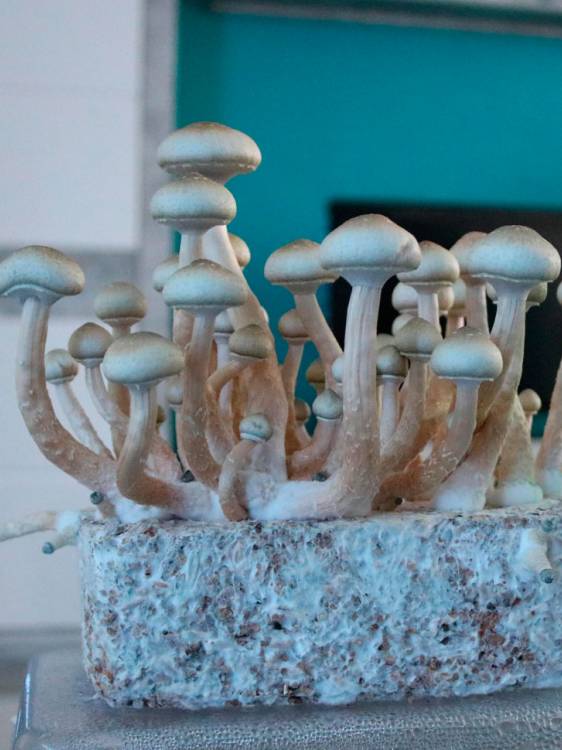 Cubensis Hybrid Albino A+